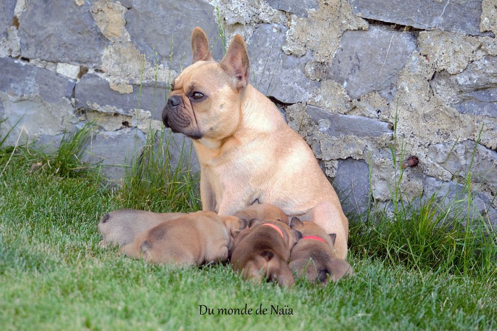 Les Bouledogue français de l'affixe Du Monde De Naïa