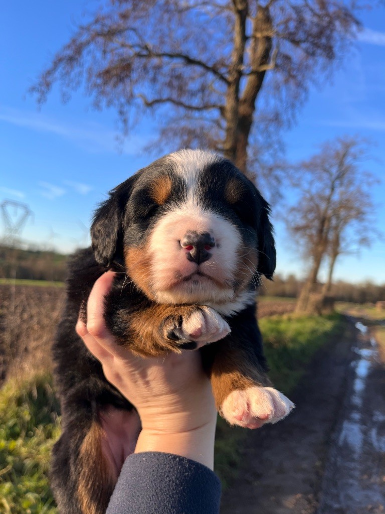 Du Monde De Naïa - Chiots disponibles - Bouvier Bernois