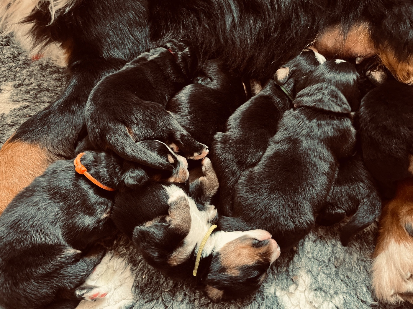 Chiot Bouvier Bernois Du Monde De Naïa