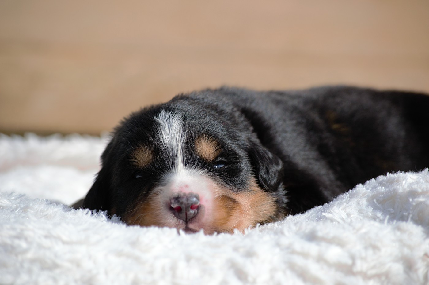 Du Monde De Naïa - Chiots disponibles - Bouvier Bernois