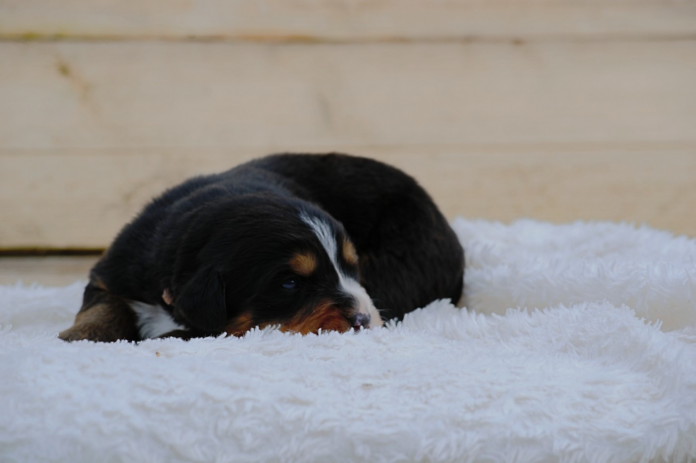 Du Monde De Naïa - Chiots disponibles - Bouvier Bernois