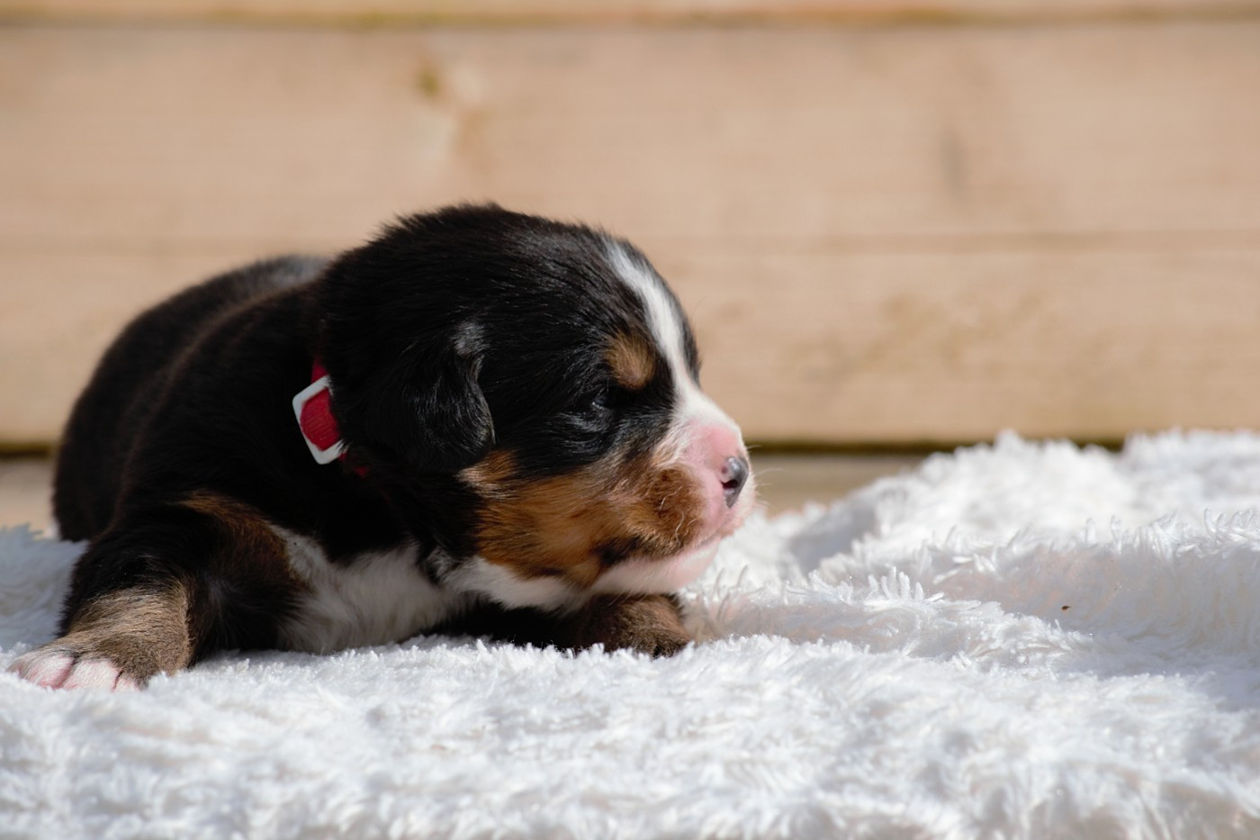Du Monde De Naïa - Chiots disponibles - Bouvier Bernois