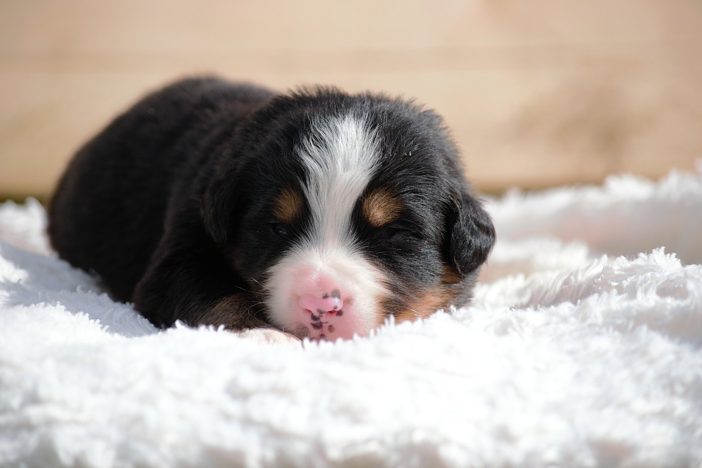 Du Monde De Naïa - Chiots disponibles - Bouvier Bernois