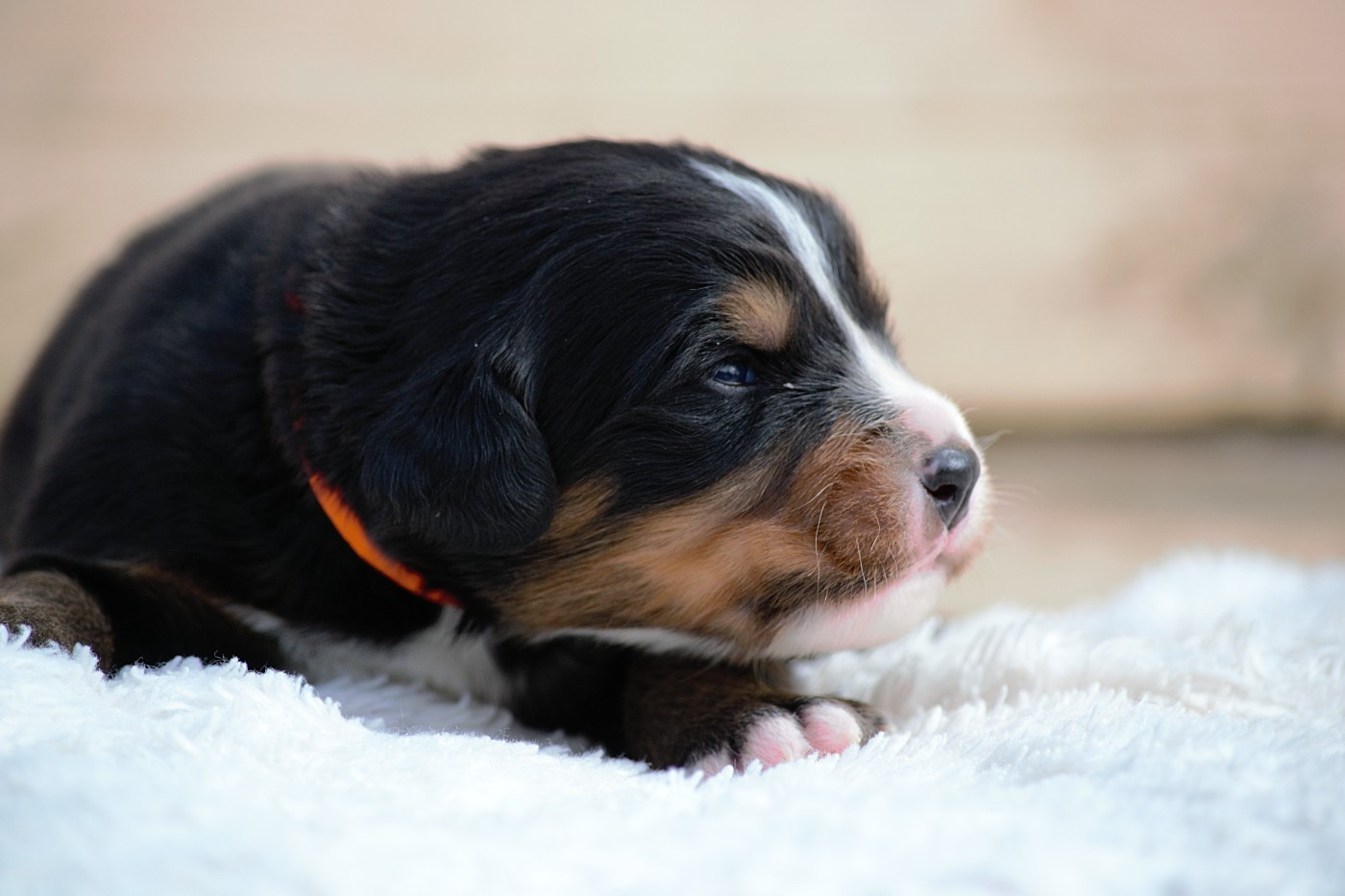 Du Monde De Naïa - Chiots disponibles - Bouvier Bernois