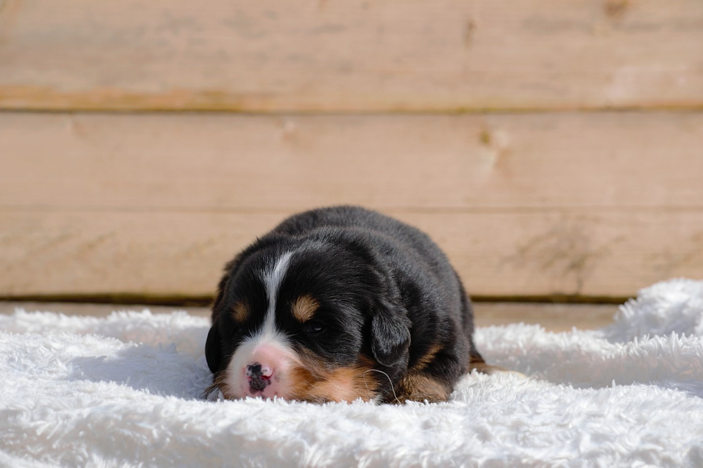 Du Monde De Naïa - Chiots disponibles - Bouvier Bernois