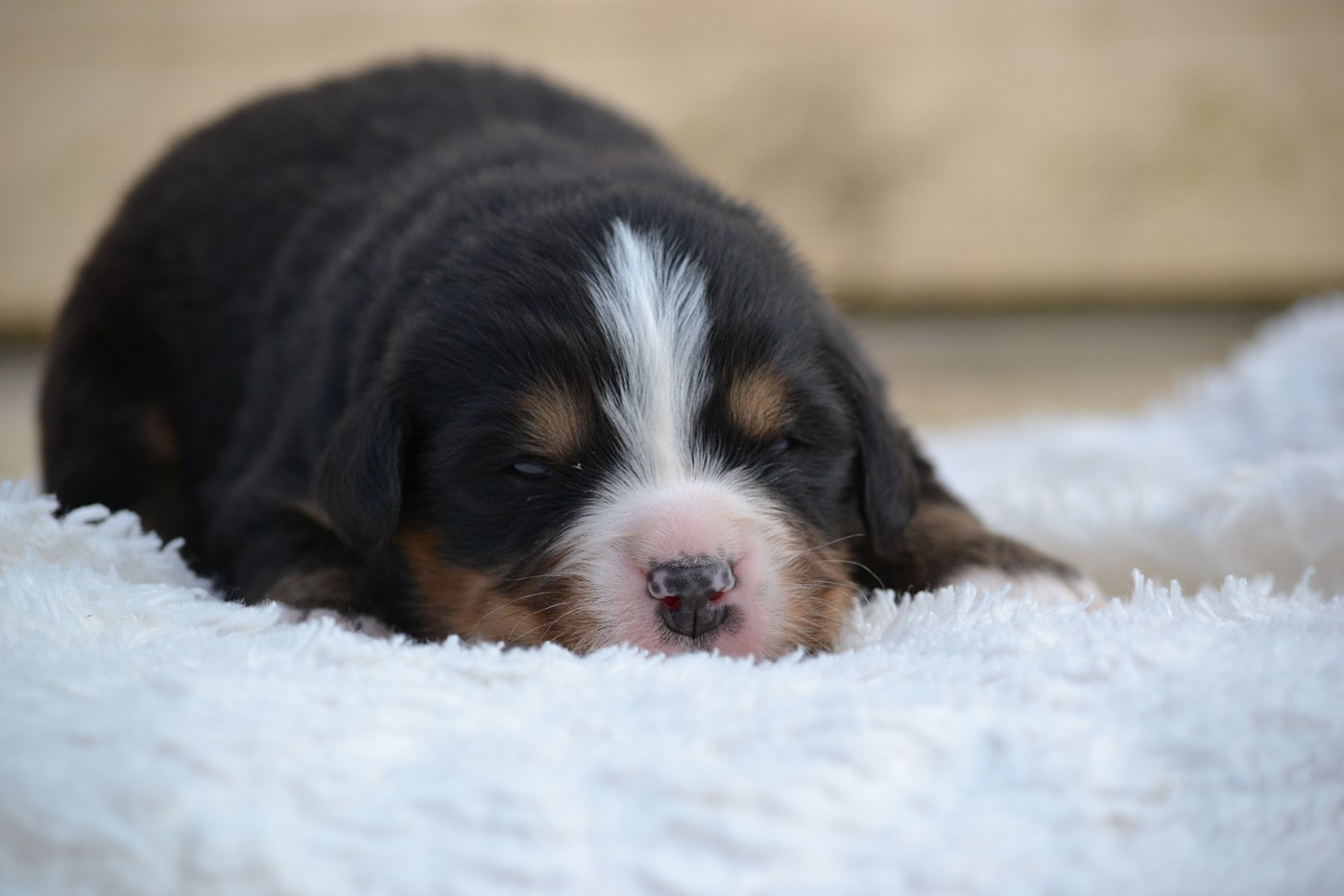 Du Monde De Naïa - Chiots disponibles - Bouvier Bernois