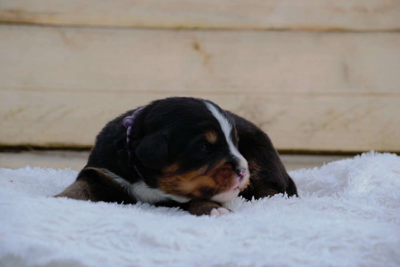 Du Monde De Naïa - Chiots disponibles - Bouvier Bernois