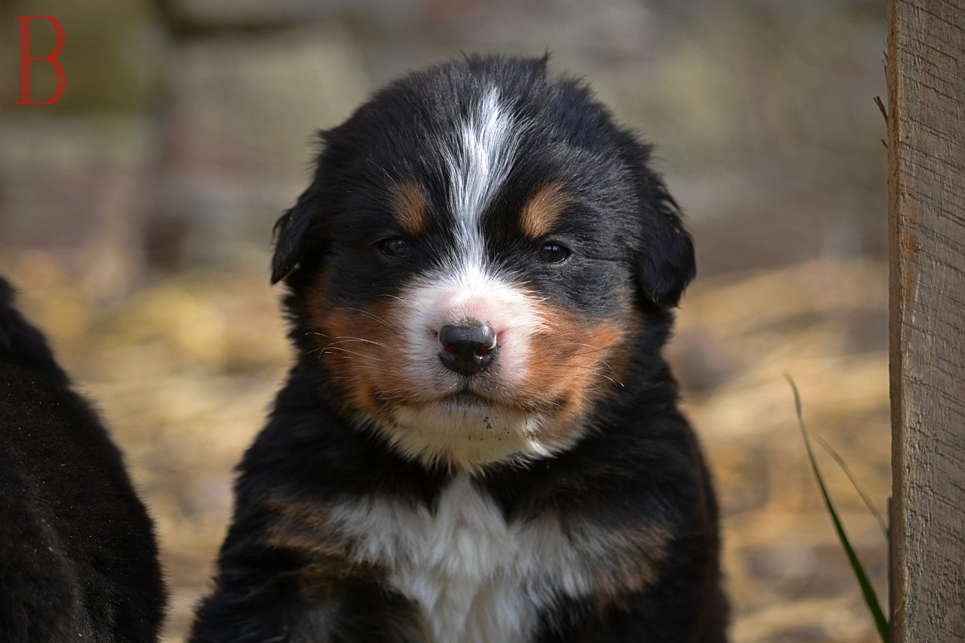 Du Monde De Naïa - Chiots disponibles - Bouvier Bernois