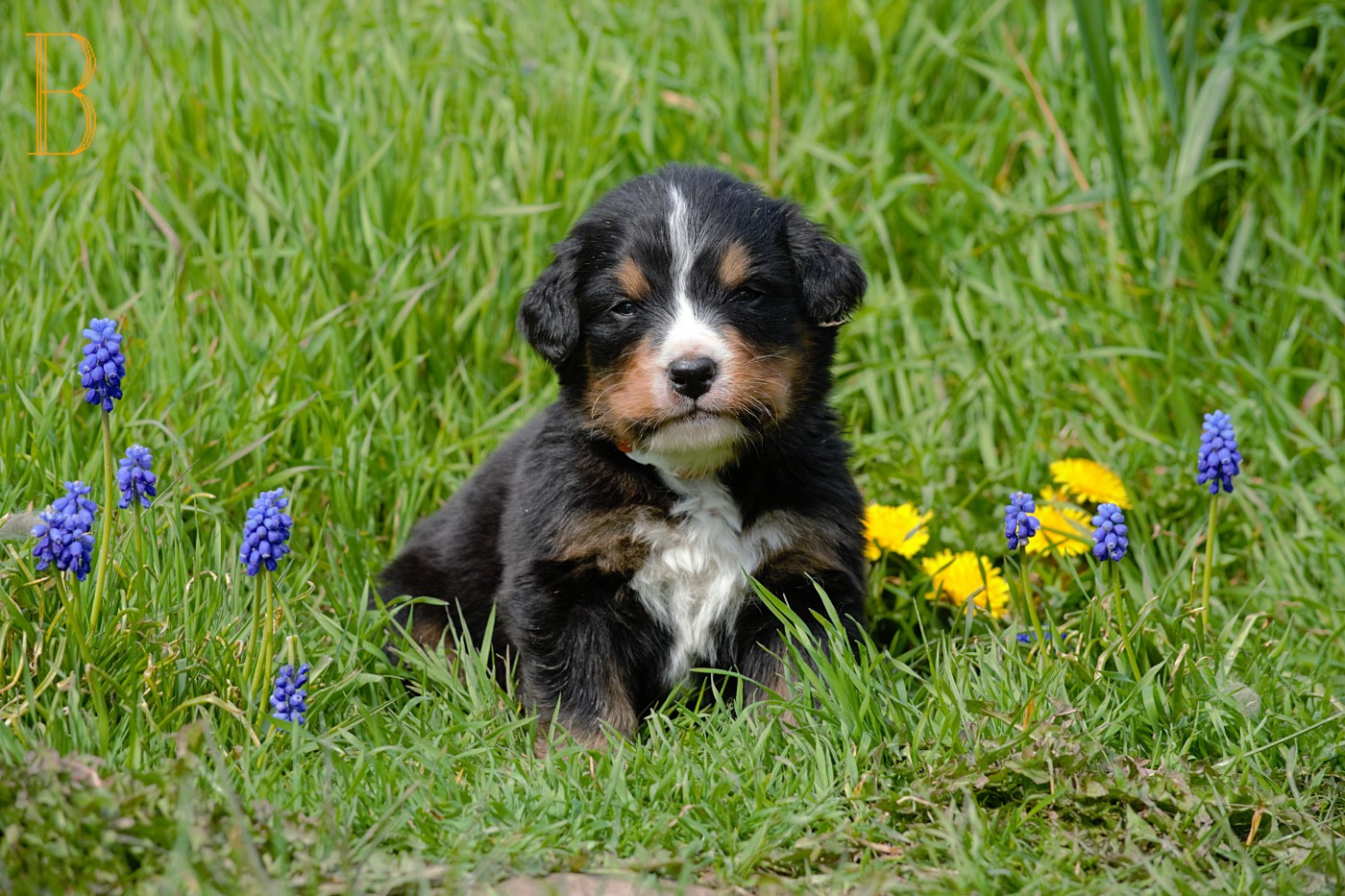 Du Monde De Naïa - Chiots disponibles - Bouvier Bernois