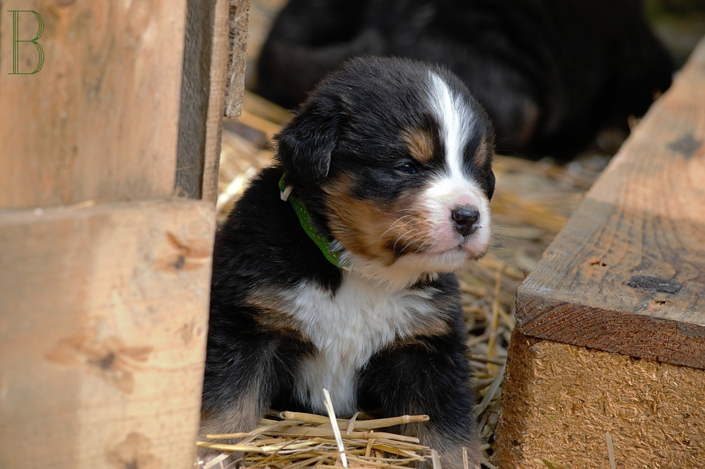 Du Monde De Naïa - Chiots disponibles - Bouvier Bernois
