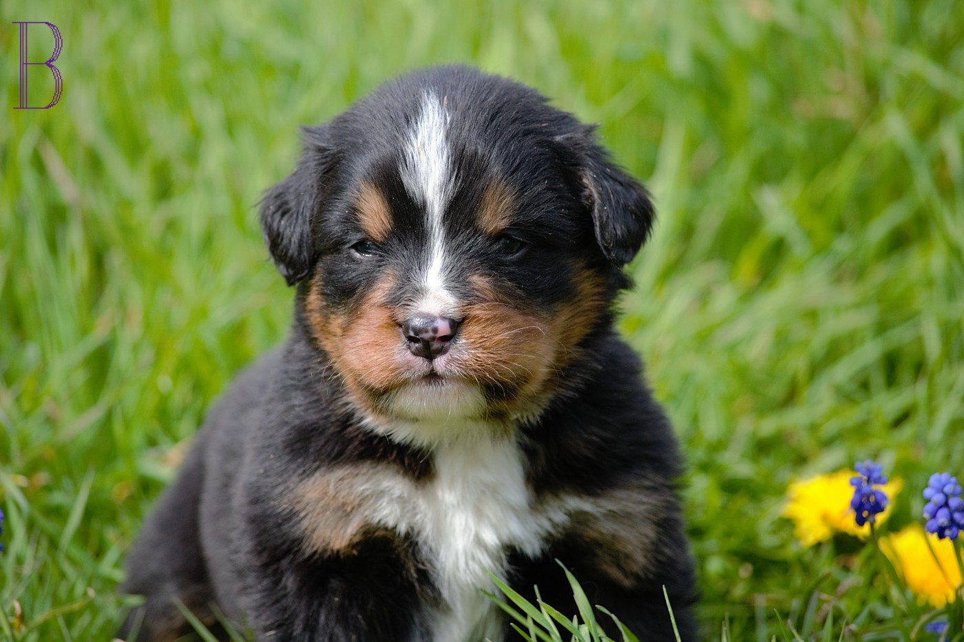 Du Monde De Naïa - Chiots disponibles - Bouvier Bernois