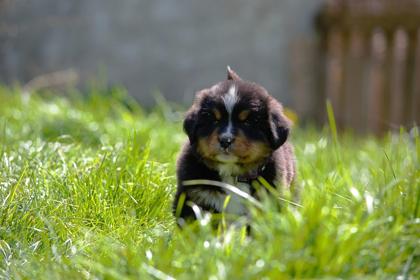 Du Monde De Naïa - Chiots disponibles - Bouvier Bernois