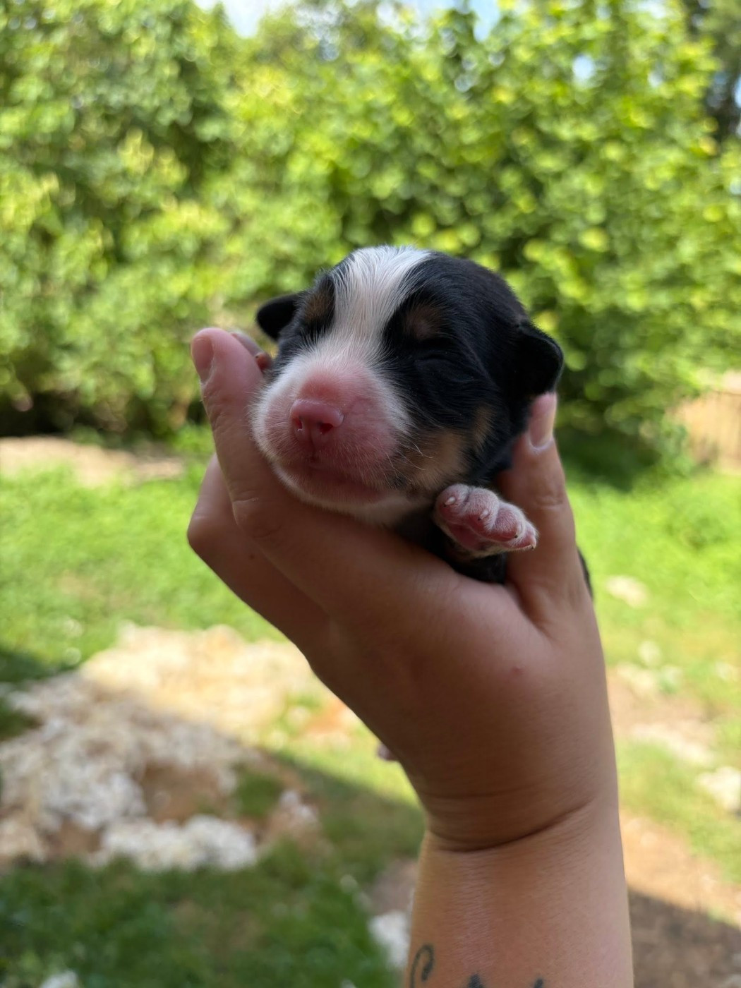 Du Monde De Naïa - Chiots disponibles - Bouvier Bernois