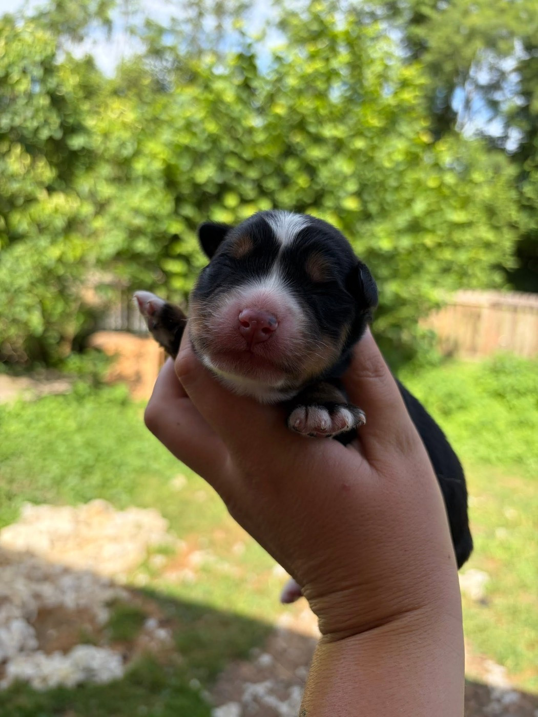 Du Monde De Naïa - Chiots disponibles - Bouvier Bernois
