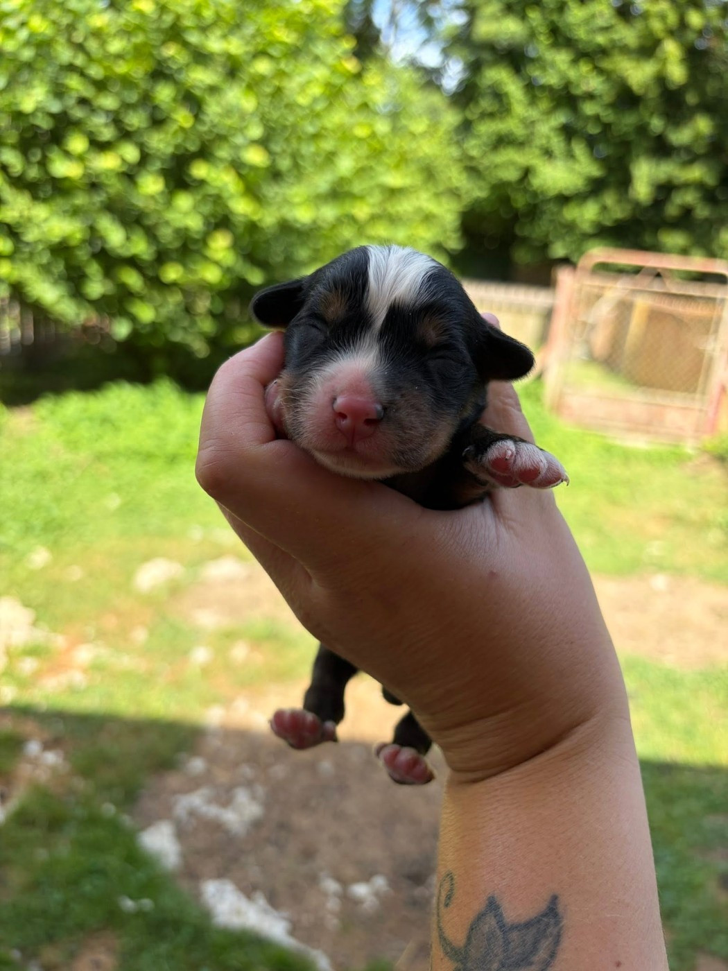 Du Monde De Naïa - Chiots disponibles - Bouvier Bernois