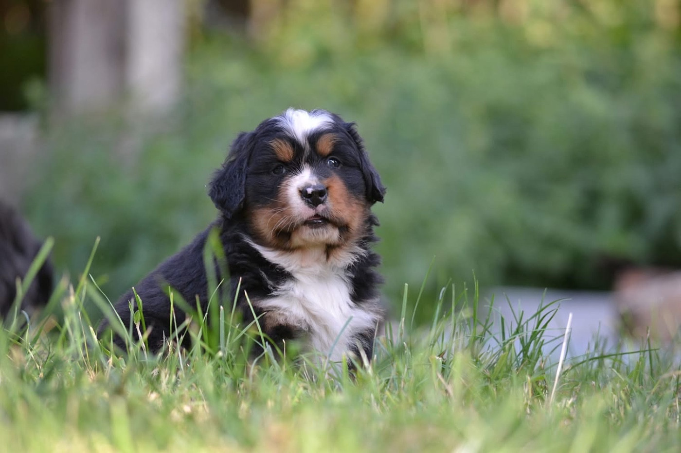 Du Monde De Naïa - Chiots disponibles - Bouvier Bernois