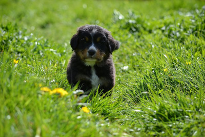 BEAU PRINCE (Collier orange)
