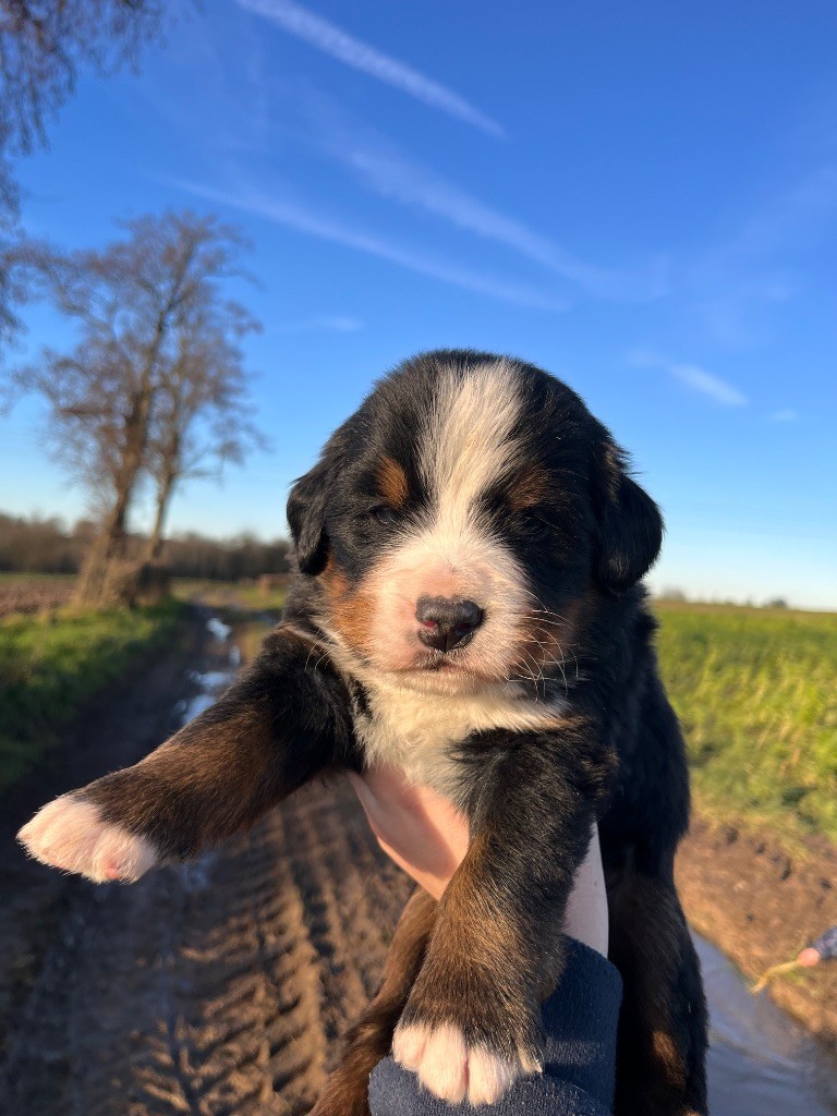 Du Monde De Naïa - Chiots disponibles - Bouvier Bernois