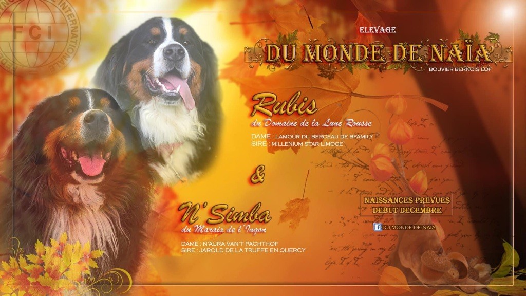 Du Monde De Naïa - Bouvier Bernois - Portée née le 05/12/2022